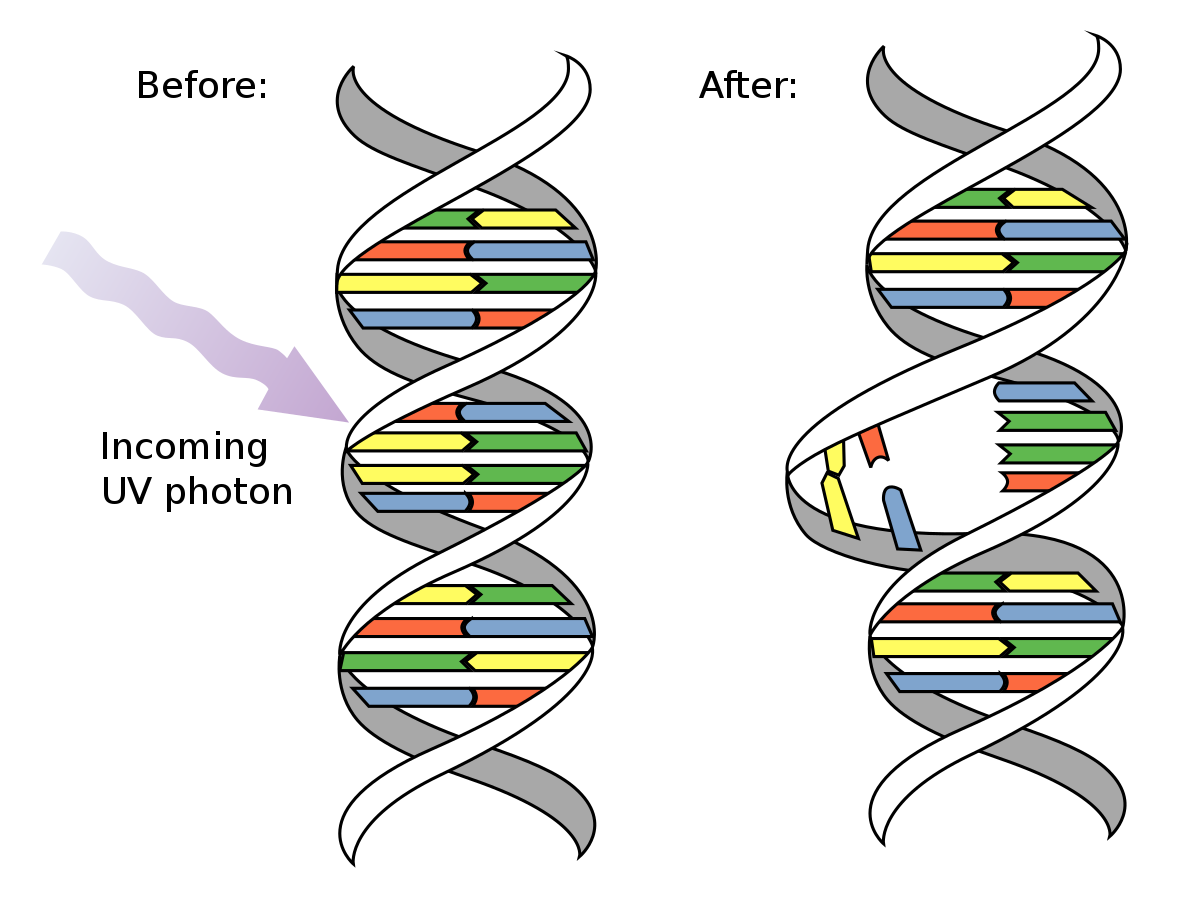 The UV light destory DNA